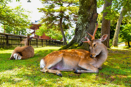 Nara, Todaiji Temple & Kuroshio Market One Day Tour from Osaka